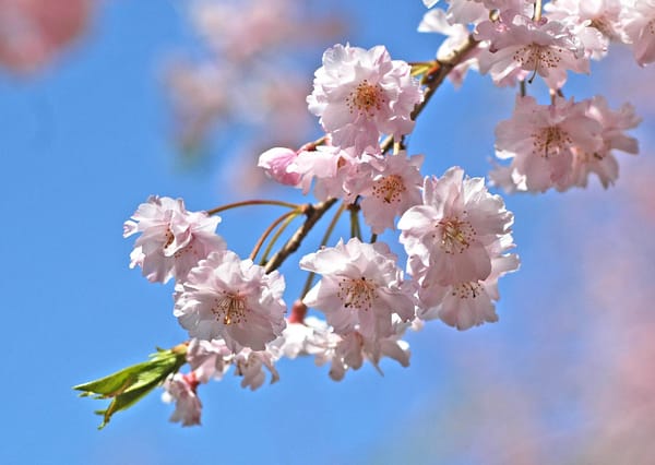 Обои sakura, ветка, цветы, Cherry Blossoms