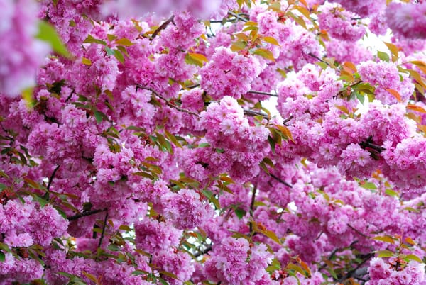 Обои sakura, цветы, ветка, Cherry Blossoms