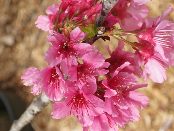 Обои sakura, ветка, цветы, Cherry Blossoms