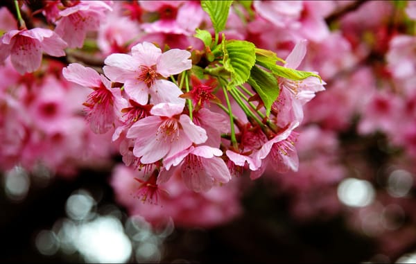Обои sakura, цветы, Cherry Blossoms, ветка