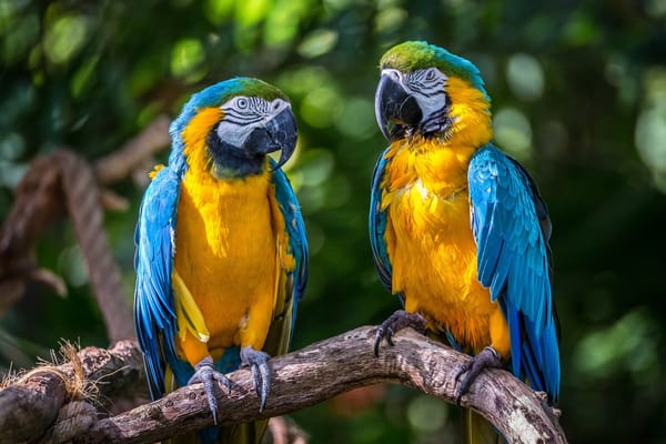 Обои Blue Macaws, попугаи, птицы