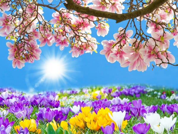 Обои sakura, цветы, ветка, Cherry Blossoms