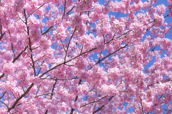 Обои sakura, Cherry Blossoms, ветка, цветы