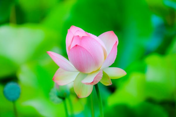 Обои Lotus, красивый цветок, водоём, лотосы, лотос, флора, цветок, водяная красавица, цветы, красивые цветы