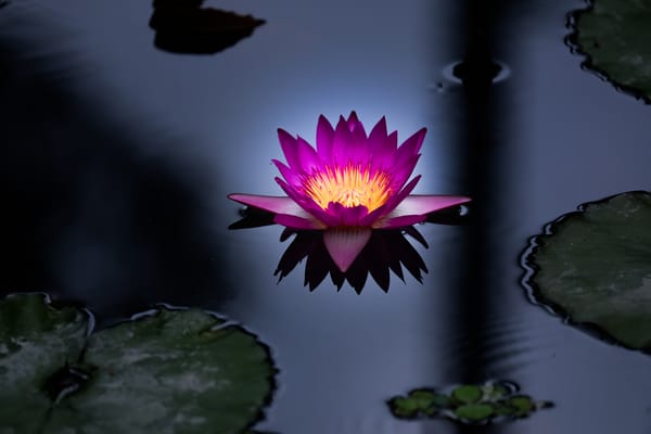 Обои Water Lilies, цветок, водоём, цветы, красивые цветы, водяные лилии, красивый цветок, флора, водяная красавица, водяная лилия