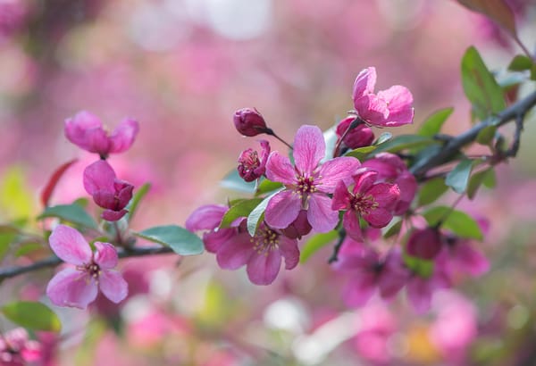 Обои sakura, ветка, цветы, Cherry Blossoms