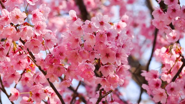 Обои sakura, Cherry Blossoms, ветка, цветы