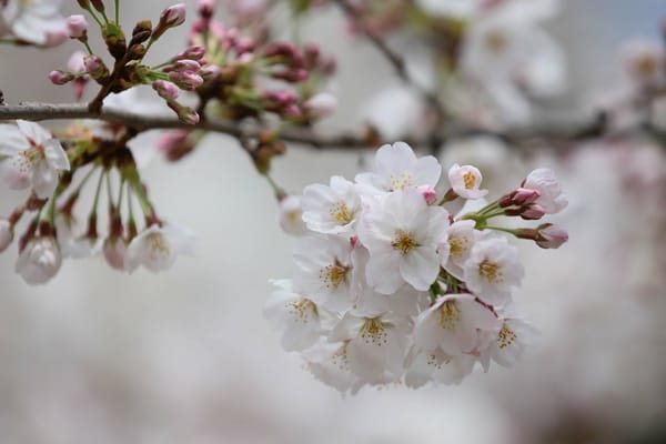 Обои sakura, Cherry Blossoms, ветка, цветы