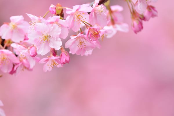 Обои sakura, ветка, цветы, Cherry Blossoms