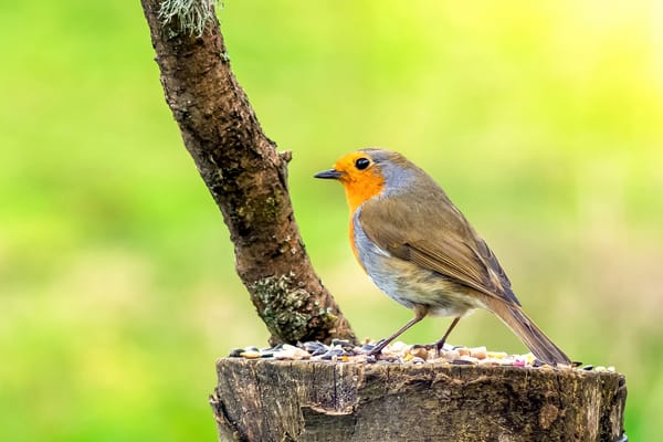 Обои Robin, природа, птица, птица на пне