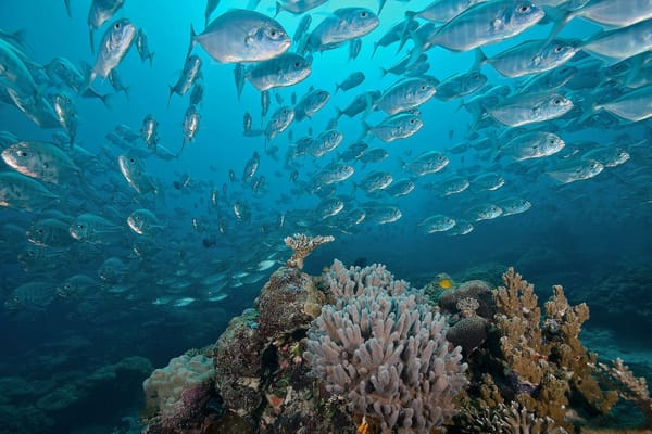 Обои Морские обитатели, море, морское дно, Подводный мир, рыбы