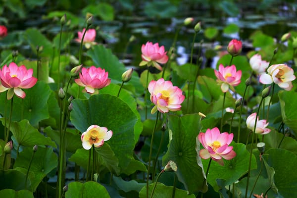Обои Lotus, красивый цветок, цветок, флора, цветы, лотос, лотосы, красивые цветы, водяная красавица, водоём