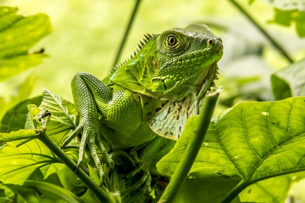 Обои Игуана, ящерица, относится к классу Пресмыкающиеся, Iguana