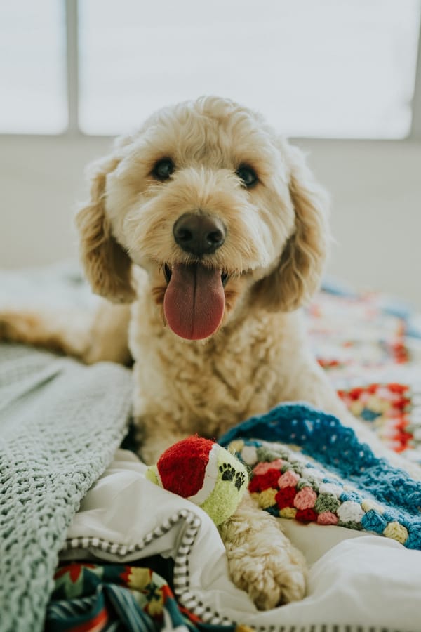 Обои собака, protruding tongue, морда, muzzle, выступающий язык, eyes, глаза, dog