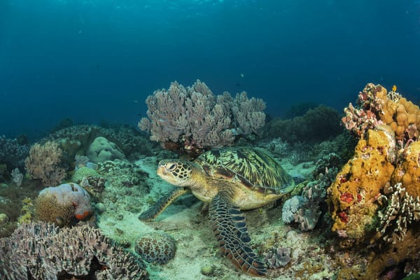 Обои море, подводный мир, черепаха, морское дно