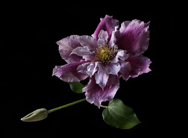 Обои Clematis Elizabeth, Violet Elizabeth, Клематис, Виолет Элизабет