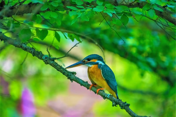 Обои зимородок, птица на ветке, Kingfisher