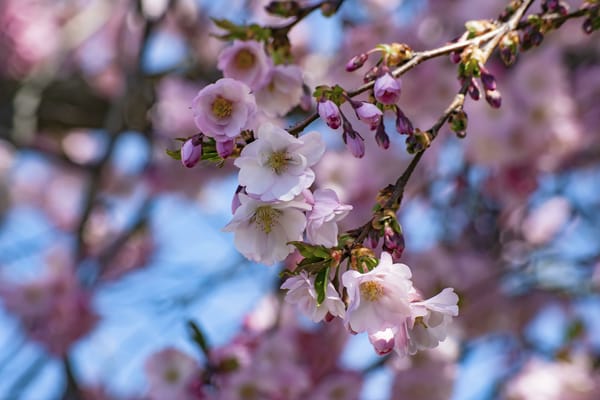 Обои sakura, ветка, Cherry Blossoms, цветы