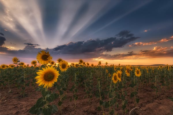 Обои закат, поле, пейзаж, подсолнухи
