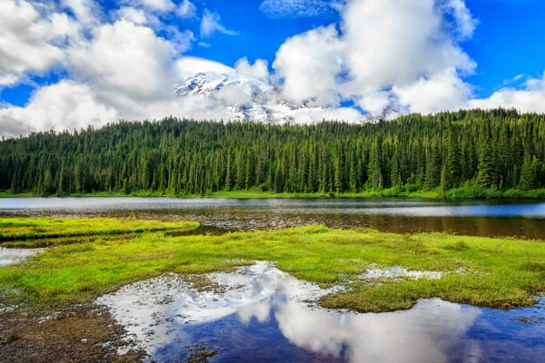Обои Mt Rainier National Park, лес, река, горы