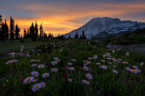 Обои Mount Rainier National Park, Washington, закат, Альпийский луг