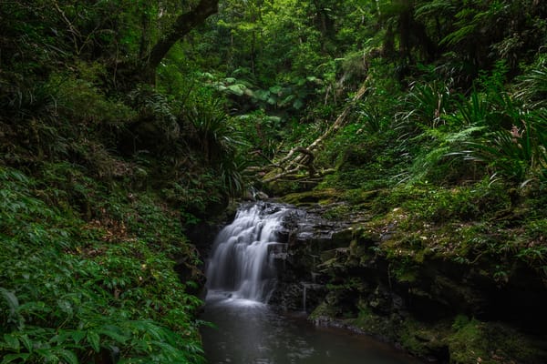 Обои Lamington National Park, лес, деревья, водопад