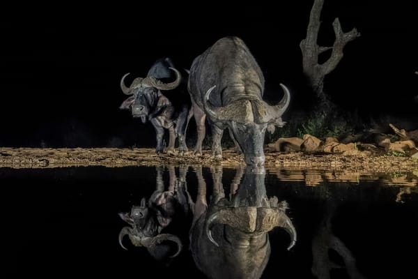 Обои Буффало, животные, водопой, парнокопытные, ночь, Южная Африка, рогатый скот, Зиманга, Африканский буйвол