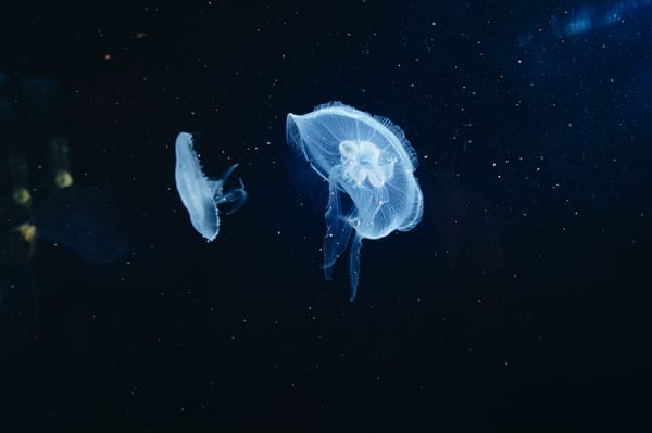 Обои медуза, underwater world, tentacles, подводный мир, щупальца, jellyfish