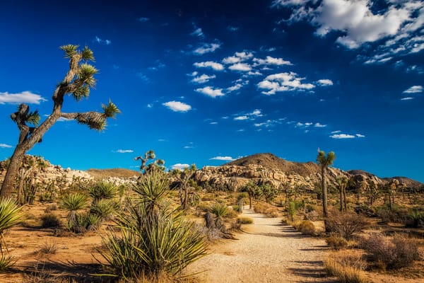 Обои Национальный парк Джошуа-Три, Joshua Tree National Park, пейзаж, дерево джошуа, Калифорния, горы