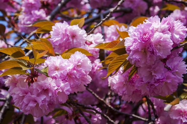Обои sakura, весна, Cherry Blossoms, цветение, флора, ветка, цветущая ветка, цветы