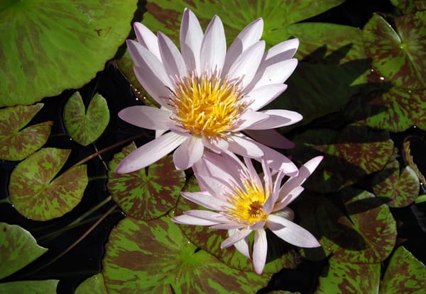 Обои Water Lilies, цветы, флора, водяная красавица, цветок, водяная лилия, красивые цветы, водоём, водяные лилии, красивый цветок