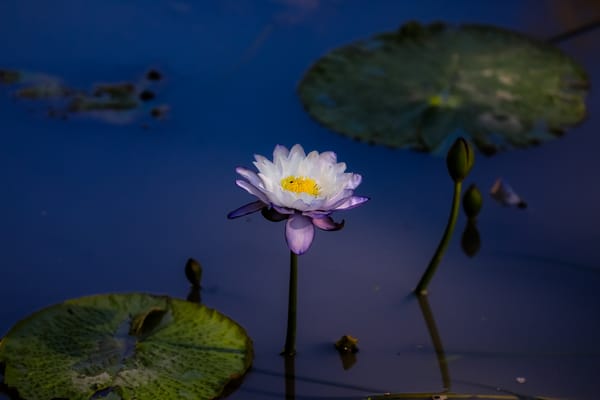 Обои Water Lilies, водяная красавица, цветы, красивый цветок, водяные лилии, флора, водяная лилия, водоём, цветок, красивые цветы
