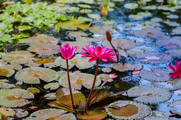 Обои Water Lilies, красивые цветы, водяная красавица, водяная лилия, цветок, водяные лилии, цветы, флора, красивый цветок, водоём