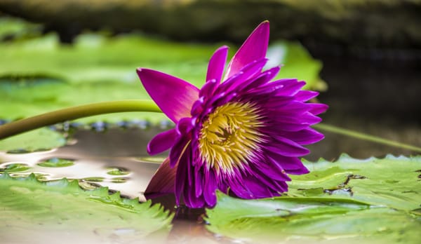 Обои Water Lilies, флора, водяные лилии, цветы, красивый цветок, водяная красавица, красивые цветы, водоём, цветок, водяная лилия