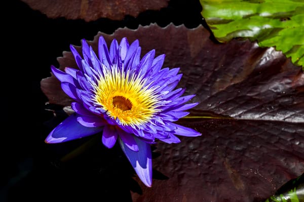 Обои Water Lilies, флора, водяная лилия, цветы, красивый цветок, водяные лилии, водяная красавица, водоём, цветок, красивые цветы