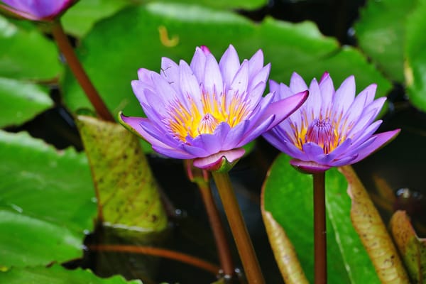 Обои Water Lilies, водяные лилии, красивый цветок, красивые цветы, водяная лилия, цветы, флора, цветок, водоём, водяная красавица