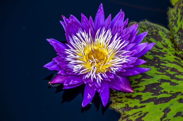 Обои Water Lilies, водяная лилия, цветы, водяная красавица, цветок, флора, водоём, водяные лилии, красивый цветок, красивые цветы
