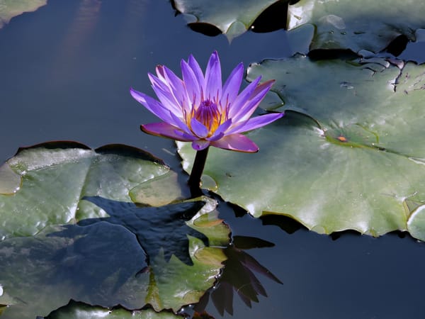Обои Water Lilies, водяные лилии, водоём, флора, цветы, красивые цветы, водяная лилия, красивый цветок, водяная красавица, цветок