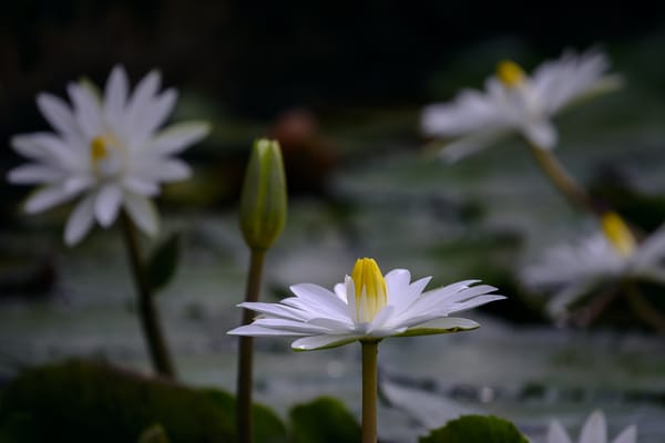 Обои Water Lilies, водяные лилии, водоём, флора, красивые цветы, цветы, водяная лилия, красивый цветок, цветок, водяная красавица