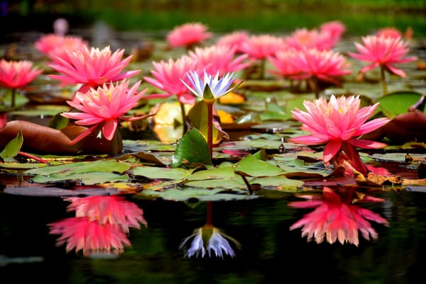 Обои Water Lilies, флора, водяная красавица, цветы, красивые цветы, водяная лилия, водоём, водяные лилии, цветок, красивый цветок