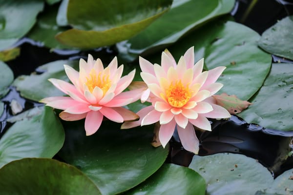 Обои Water Lilies, водоём, водяные лилии, цветы, водяная лилия, красивые цветы, красивый цветок, водяная красавица, цветок, флора