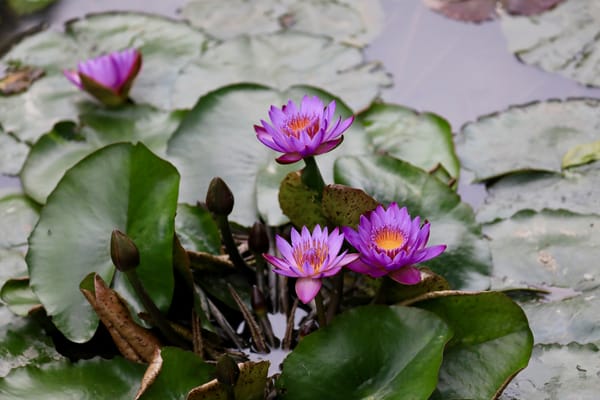 Обои Water Lilies, водоём, флора, водяная лилия, водяная красавица, цветы, водяные лилии, красивые цветы, цветок, красивый цветок