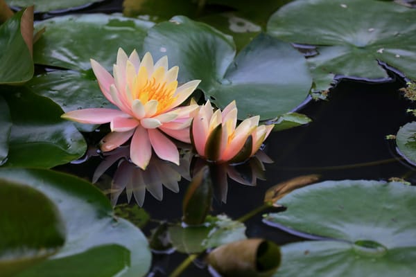 Обои Water Lilies, водяная красавица, красивый цветок, водяная лилия, цветок, водоём, водяные лилии, цветы, флора, красивые цветы