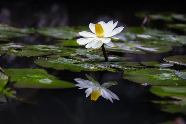Обои Water Lilies, водоём, красивый цветок, цветок, водяная лилия, красивые цветы, флора, водяные лилии, водяная красавица, цветы