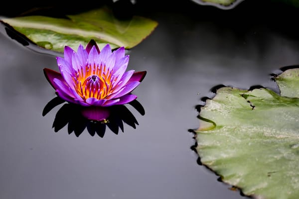Обои Water Lilies, флора, цветок, водяная красавица, водяная лилия, красивый цветок, водяные лилии, красивые цветы, водоём, цветы