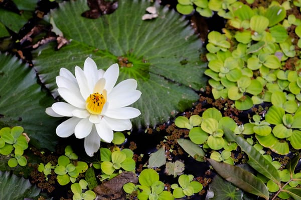 Обои Water Lilies, красивый цветок, красивые цветы, флора, цветы, цветок, водоём, водяная лилия, водяная красавица, водяные лилии
