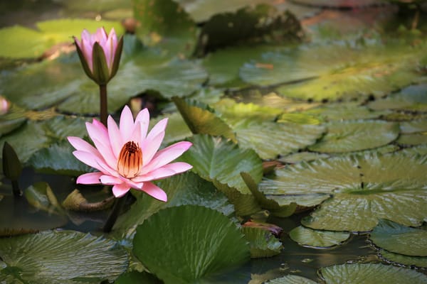 Обои Water Lilies, водяная красавица, флора, красивые цветы, цветы, водоём, водяные лилии, красивый цветок, водяная лилия, цветок