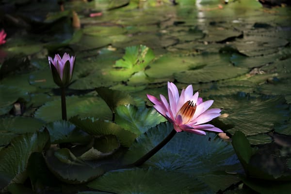 Обои Water Lilies, водоём, цветы, флора, красивые цветы, водяная лилия, цветок, водяные лилии, красивый цветок, водяная красавица