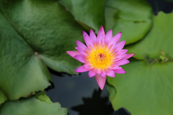 Обои Water Lilies, водяная красавица, водяная лилия, красивый цветок, водоём, красивые цветы, цветы, водяные лилии, цветок, флора