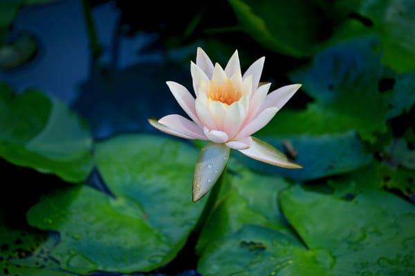 Обои Water Lilies, водяная лилия, флора, красивые цветы, красивый цветок, цветок, водяные лилии, водоём, водяная красавица, цветы